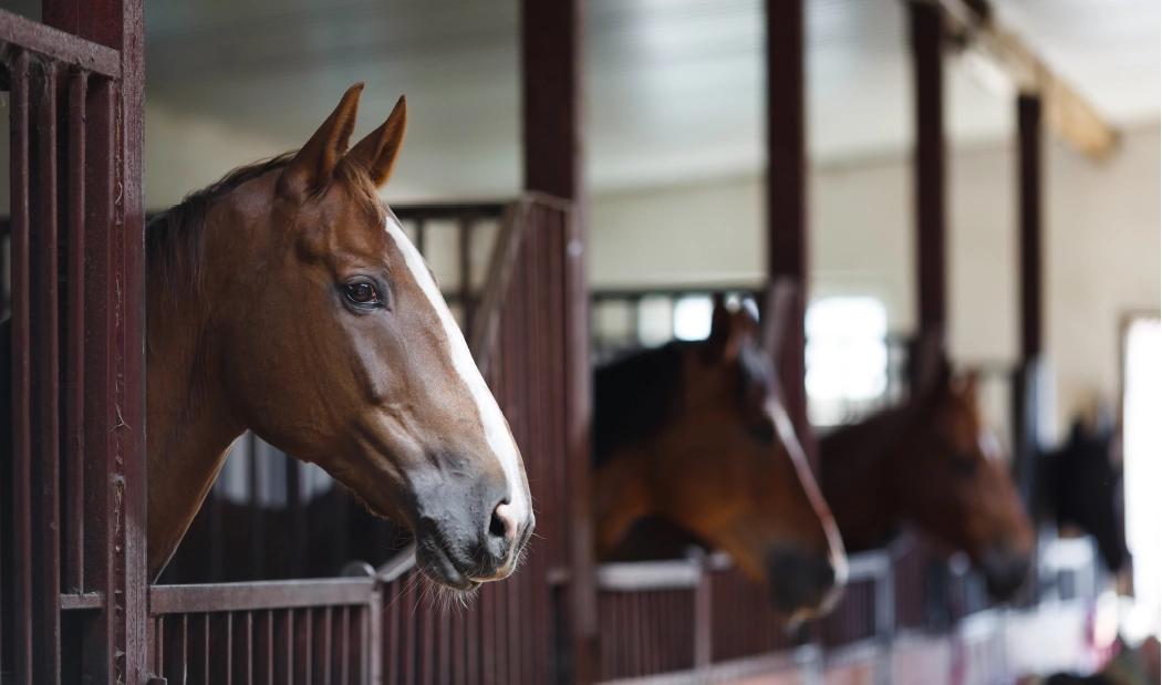 Horse
